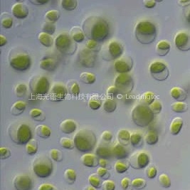 Chlorella小球藻