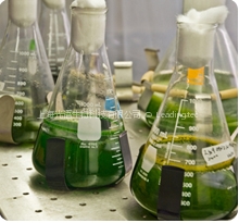 algae lab