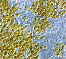 蟲黃藻Dinophycae Symbiodinium