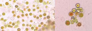 Planktosphaeria sp浮球藻，雨生紅球藻伴生