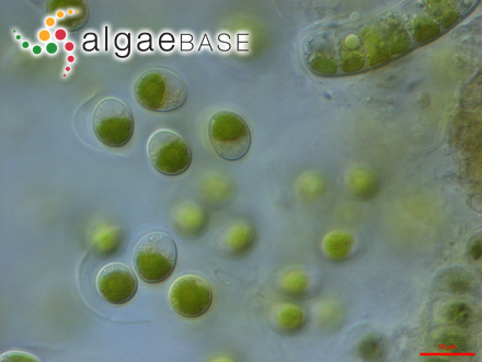 圖1.小球藻，Chlorella vulgaris Beyerinck （Algaebase：5688）