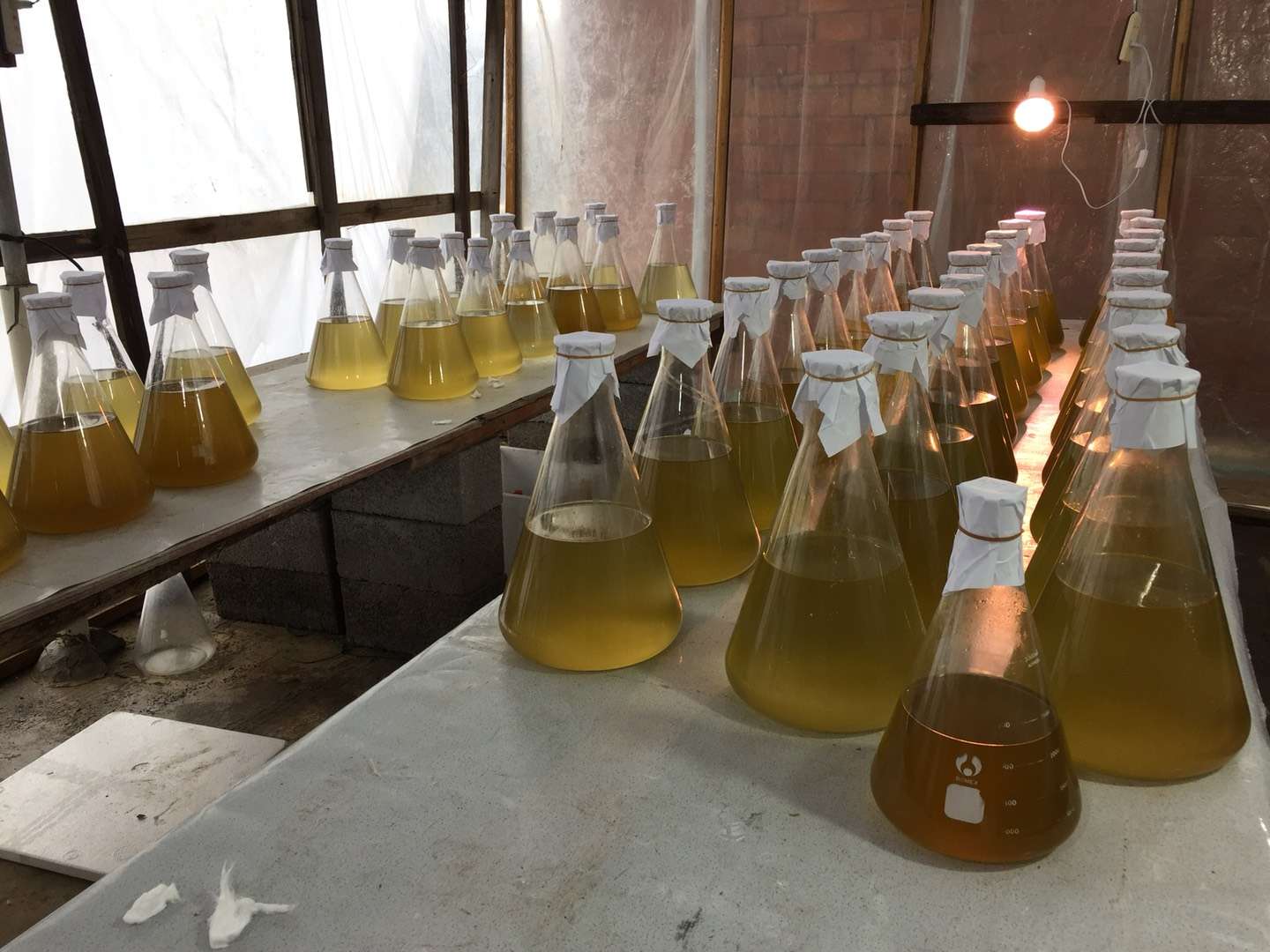 樂清灣微藻培養工藝5L三角瓶