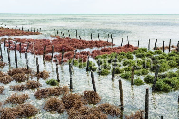 禽畜類食用海藻幫助提高免疫力應對氣候變化