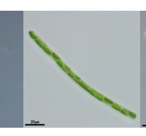 絲藻(GY-D30Ulothrix)
