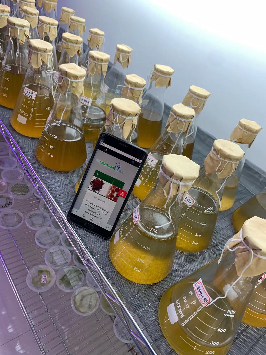 香蕉app下载官方下载污生物的微藻培養設備